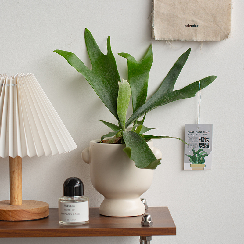 新品鹿角蕨板植挂板二岐蕨挂墙绿植苔藓蕨类植物盆栽水培垂吊壁挂 - 图2