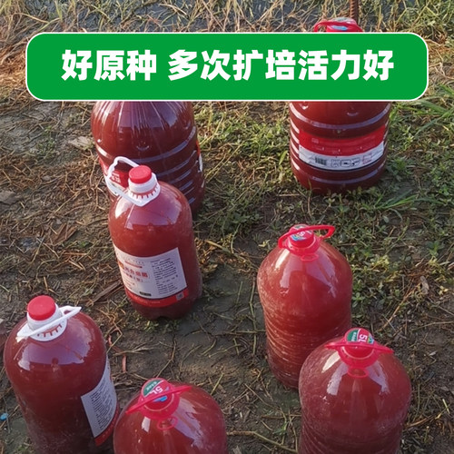 渔惠笑光合细菌原种培养基好扩培水产养殖鱼虾蟹大水面高温环境用 - 图2