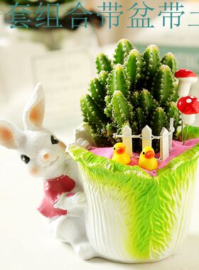 可爱风杂物多肉花盆园艺家居摆设