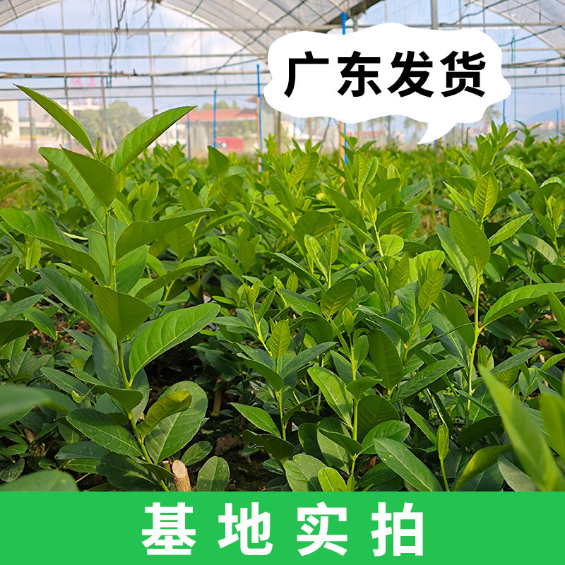 正宗广东香水柠檬树苗盆栽无籽果树百香果幼苗盆栽四季结果可食用,淘宝优惠券,粉丝福利购,淘宝优惠卷