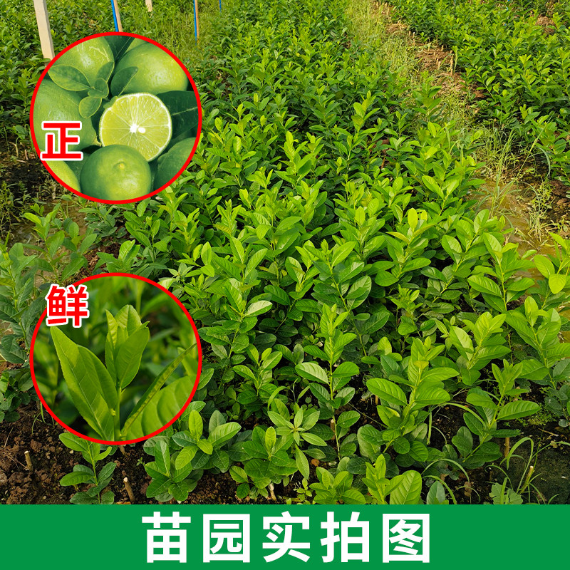 正宗广东香水柠檬树苗盆栽无籽果树百香果幼苗盆栽四季结果可食用,淘宝优惠券,粉丝福利购,淘宝优惠卷