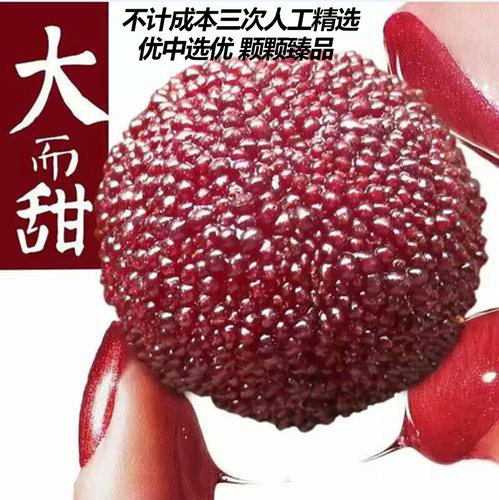 新鲜杨梅冷冻冰冻速冻杨梅泡酒仙居东魁杨梅孕妇水果3斤包邮 - 图1