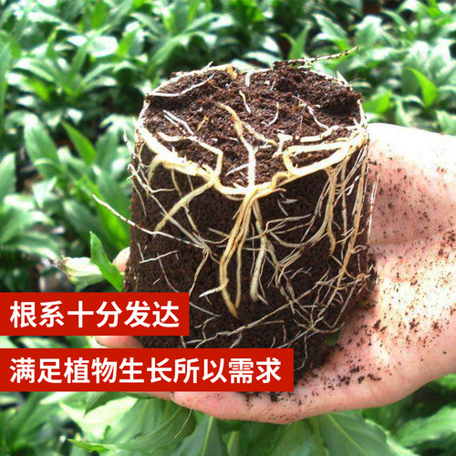 重庆成都贵阳云南浙江发货绿萝通用型营养土养花种菜种植土腐殖土 - 图1