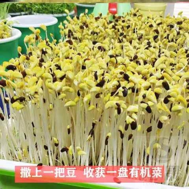 箱盘架子套装豌豆苗豆芽发芽盆盘子秧苗菜苗牙盘黑豆扁豆籽种萝卜-图1