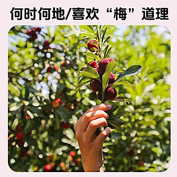 夏至梅杨梅汁280ML*8瓶装[10元优惠券]-寻折猪