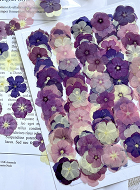 干花压花福禄考标本半透明小众压花小花朵相框材料包