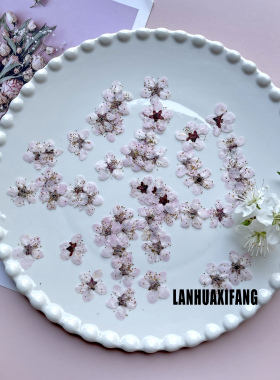 梅花植物标本书签台灯