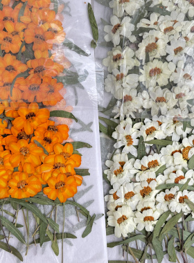 带枝百日菊压花植物标本白色