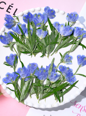 干花压花 千鸟花小飞燕蓝色花朵植物标本请柬火漆押花相框diy贴画