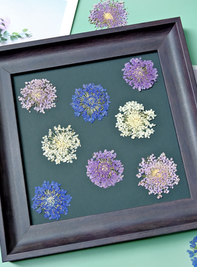 翠珠干花押花diy材料蓝色花朵压花相框标本滴胶手工