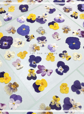 三色堇压花平面标本手工贴画diy