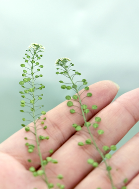 独行菜干花标本手机壳相框diy