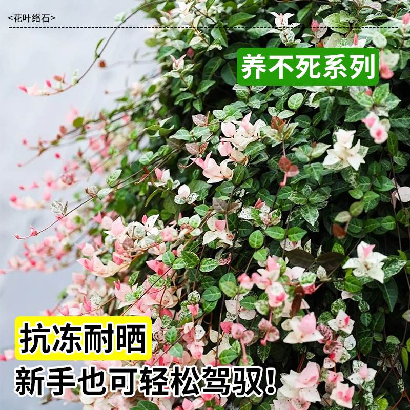 花叶络石盆栽四季五彩叶花卉办公室垂吊绿植垂丝彩虹吊兰室内植物-图0