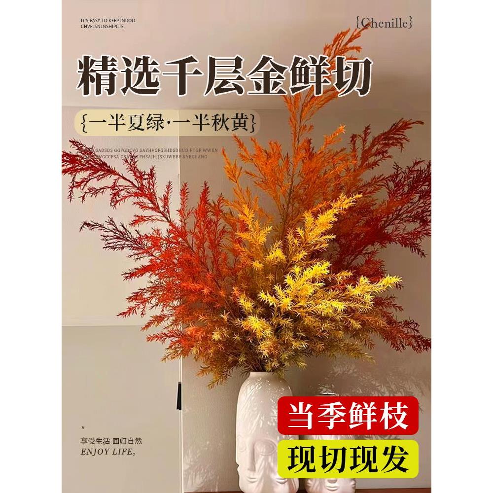 千层金鲜花黄金香柳干花花束香松鲜切花绿植真花水培云南基地直发 - 图0