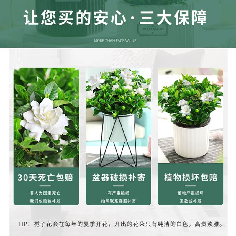 栀子花盆栽花卉植物室内开花阳台水培绿植浓香型大树苗四季好养-图1