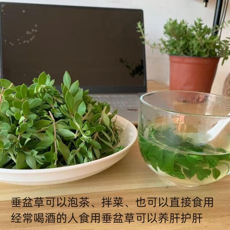 垂盆草新鲜可食用养肝护肝中草药盆栽室内阳台绿植垂吊植物狗牙瓣-图2