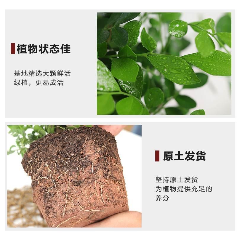 精品老桩九里香盆栽四季开花水培盆景树苗绿植带花苞阳台驱蚊植物 - 图2