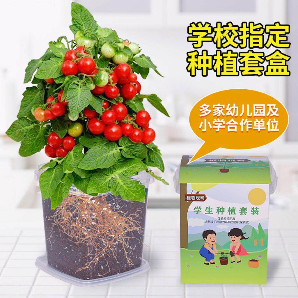 儿童种植小盆栽向日葵种孑四季凤仙花种籽学生观察植物太阳花种子,淘宝优惠券,粉丝福利购,淘宝优惠卷