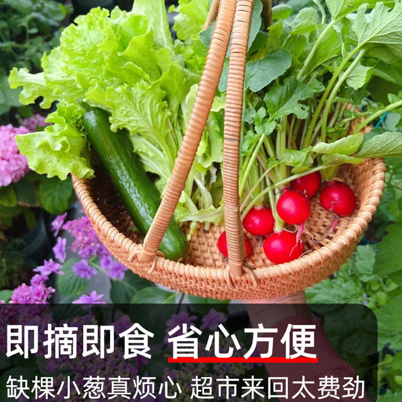 蔬菜种子四季播盆栽阳台庭院香菜生菜菠菜小葱简单秋易种籽孑大全 - 图1