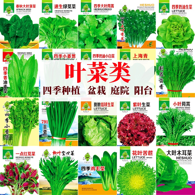 蔬菜种子四季播盆栽阳台庭院香菜生菜菠菜小葱简单秋易种籽孑大全 - 图0