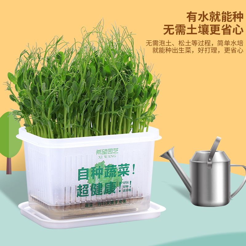 小学生水培植物观察绿豆豌豆种籽儿童种植盆栽花生蚕豆蔬菜花种子 - 图1