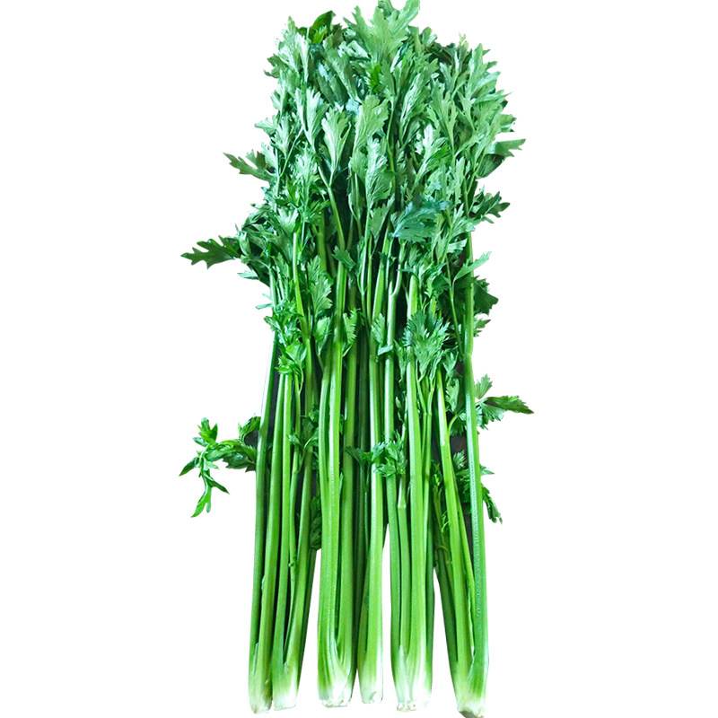 山东章丘鲍芹种子春秋季老品种芹菜种籽实心芹四季阳台盆栽蔬菜孑