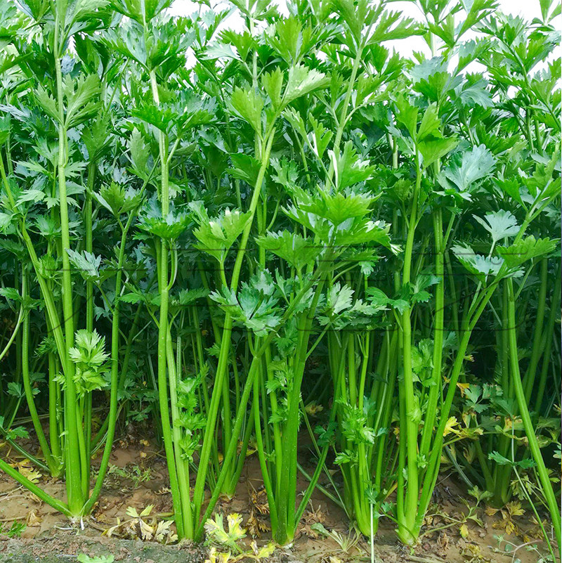 山东章丘鲍芹种子春秋季老品种芹菜种籽实心芹四季阳台盆栽蔬菜孑