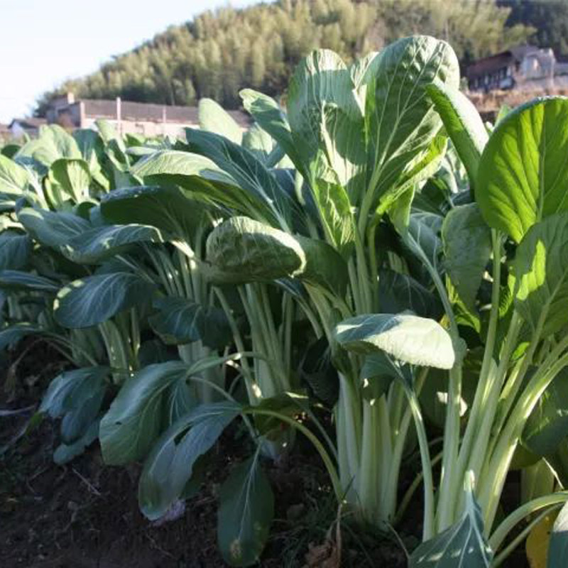 高梗白青菜种子高梗青高杆小白菜腌制酸菜杆青菜种籽大田蔬菜孑 - 图1