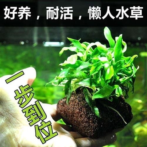 养金鱼的水草植物真草成景内景水草鱼缸里客厅种植造景草布景仿真-图0