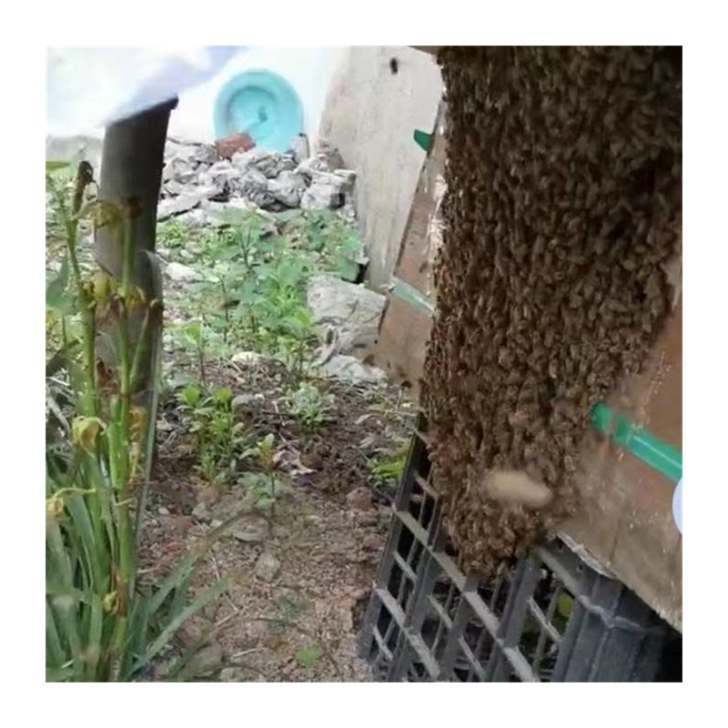 蜜蜂招蜂水野蜂收蜂水诱蜂水引蜂水诱蜂液野外收捕野蜜蜂王信息素 - 图3