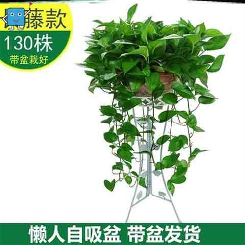 绿萝盆栽室内绿植花卉花盆除甲醛吊兰植物净化空气自吸水绿萝 - 图1