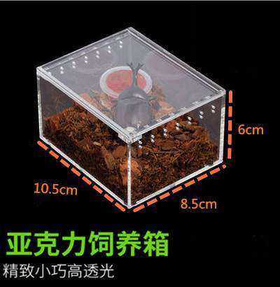 Cricket terrarium crawling pet guard horned frog praying mantis insect breathable hibernation feeding multifunctional pet box with good ventilation