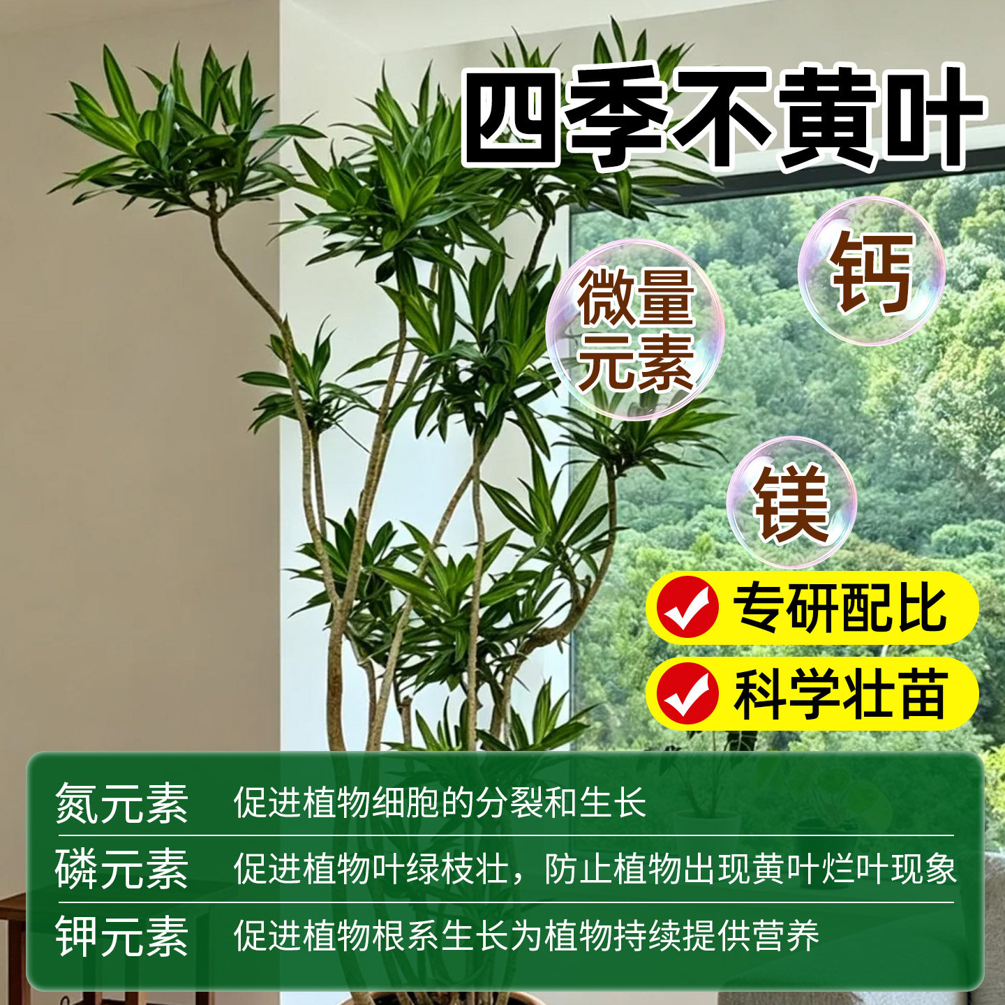 百合竹专用营养液金边百合竹专用肥料专治叶子发黄养护绿植水溶肥,淘宝优惠券,粉丝福利购,淘宝优惠卷