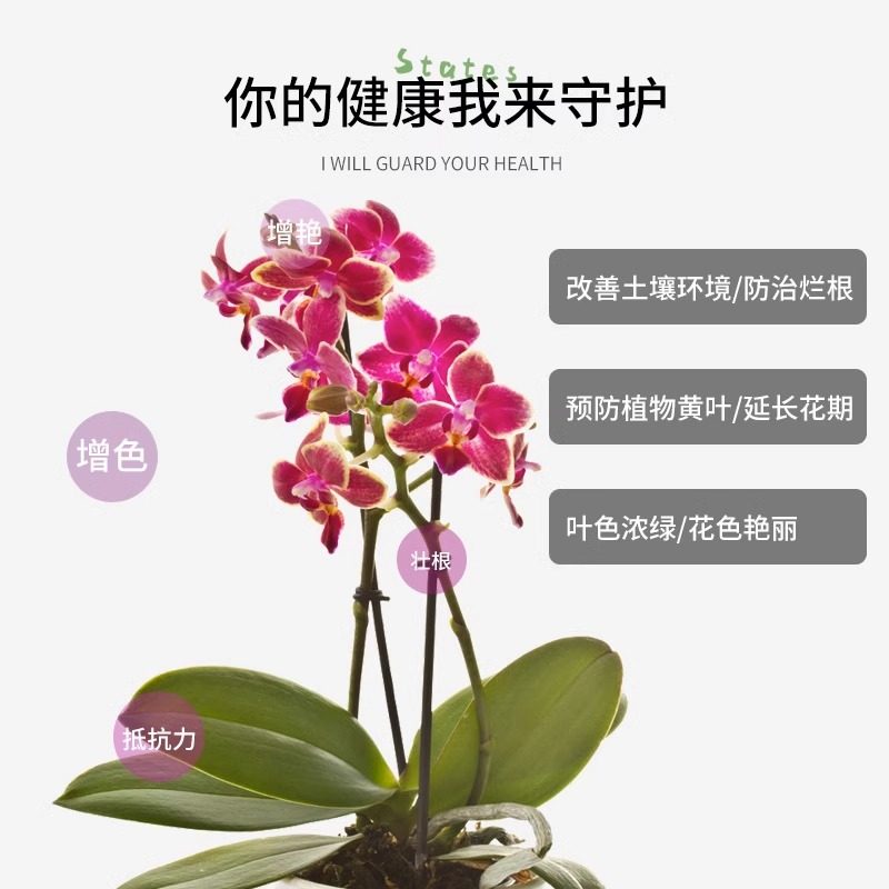 蝴蝶兰专用营养液促开花治黑斑防烂根兰科植物盆栽专用有机水溶肥,淘宝优惠券,粉丝福利购,淘宝优惠卷