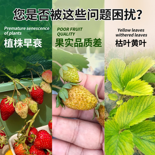鱼蛋白水溶肥料微生物菌剂酶解氨基酸瓜果蔬菜通用冲施喷雾叶面肥 - 图1