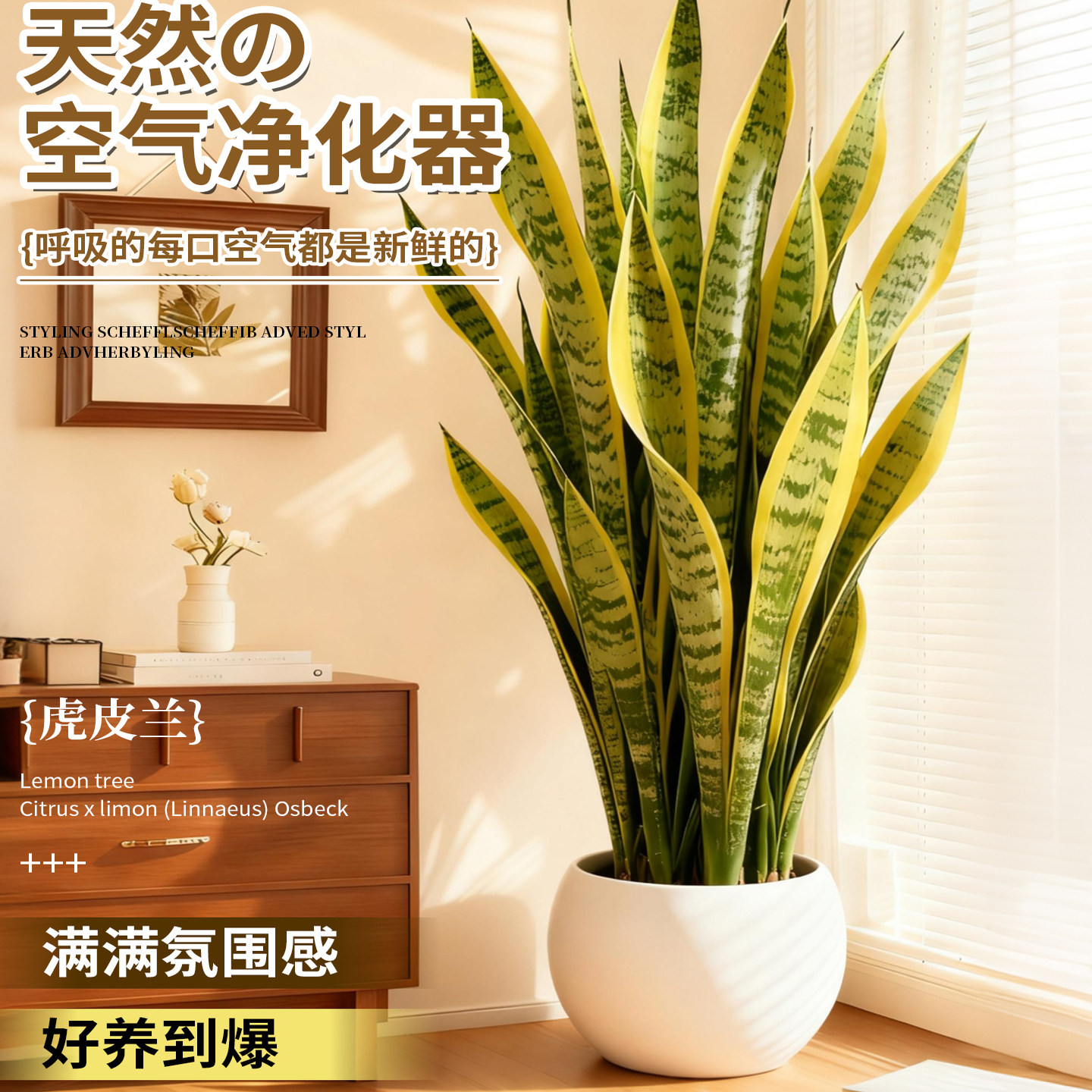 金边虎皮兰绿植客厅沙发旁大盆栽新房室内大型植物办公室花卉好养,淘宝优惠券,粉丝福利购,淘宝优惠卷