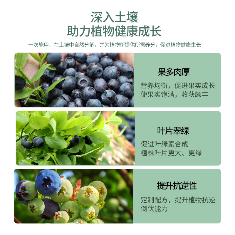 坤宁王蓝莓肥料专用肥蓝莓树果苗盆栽颗粒缓释肥酸性蓝莓土促生长 - 图3