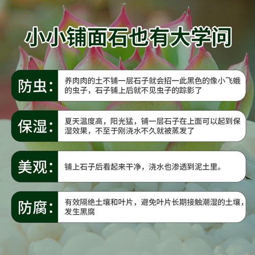 铺面石多肉植物盆栽通用颗粒拌土垫底火山岩绿沸石麦饭石陶粒颗粒 - 图3