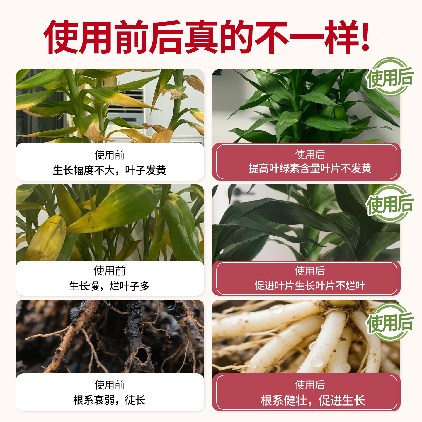 观音竹专用植物营养液水培带根营养液绿植盆栽液体肥料生根治黄叶,淘宝优惠券,粉丝福利购,淘宝优惠卷