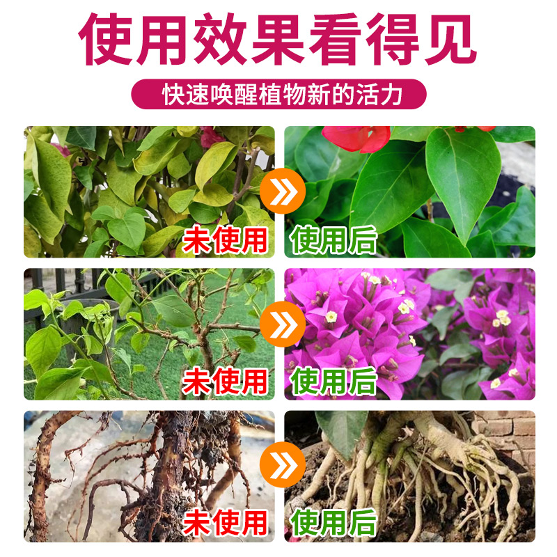 免稀释三角梅专用营养液三角梅开花专用肥料花卉促花爆花腊梅通用 - 图3