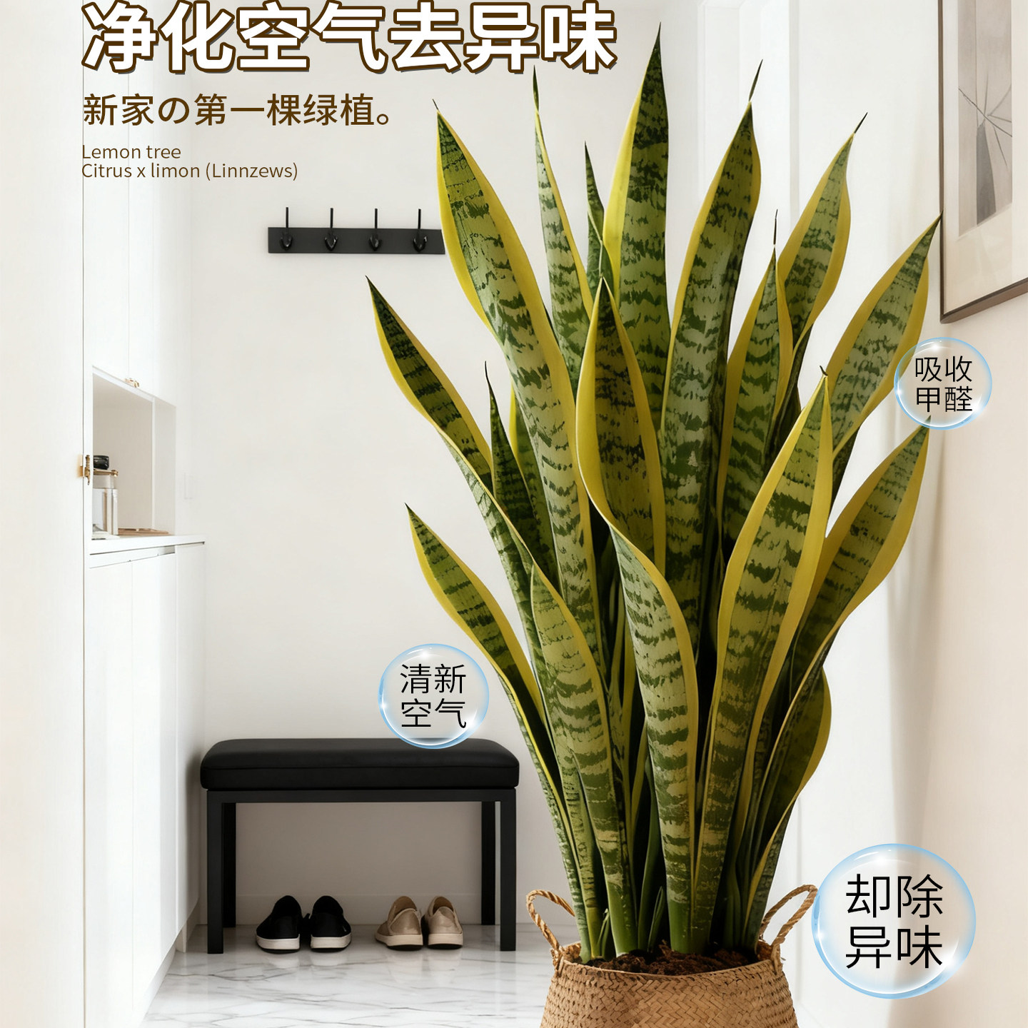 金边虎皮兰绿植客厅沙发旁大盆栽新房室内大型植物办公室花卉好养,淘宝优惠券,粉丝福利购,淘宝优惠卷