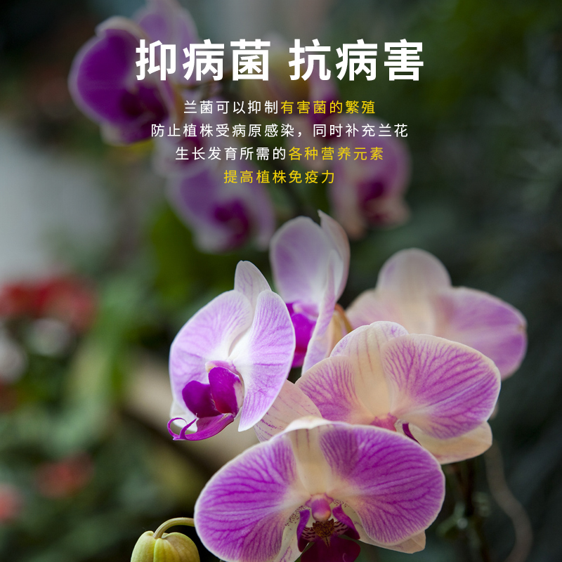 兰灵王兰花专用肥料EM菌微生物杀菌多箭素君子兰蝴蝶兰墨兰营养液 - 图2