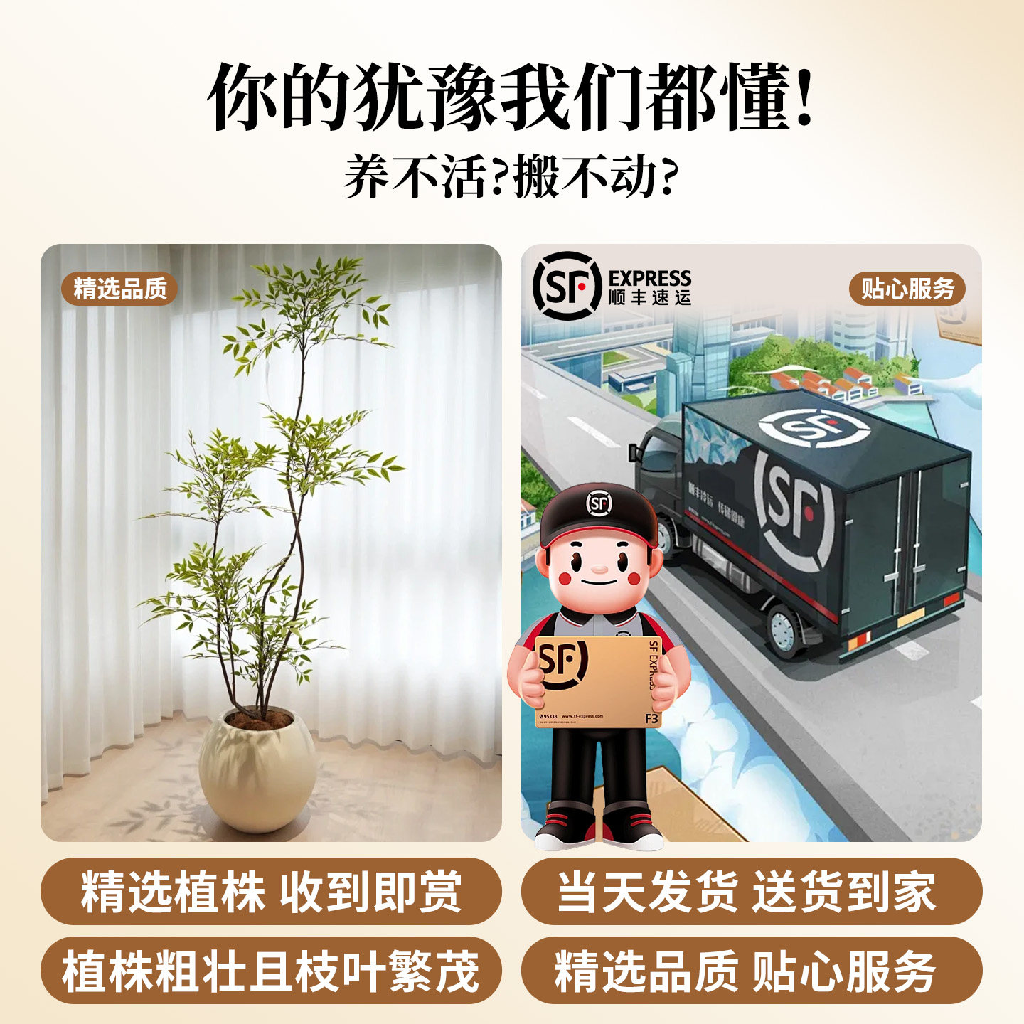 南天竹盆栽客厅大型绿植真树火焰红老桩办公室内高级感落地式大号,淘宝优惠券,粉丝福利购,淘宝优惠卷