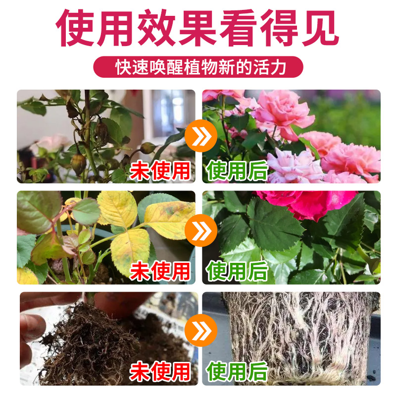 月季专用营养液免稀释月季花肥料促花养花玫瑰花蔷薇花肥料专用肥 - 图3