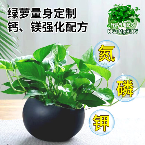 绿萝专用营养液免稀释绿萝肥料专用肥绿箩肥料家用花卉盆栽液体肥 - 图2