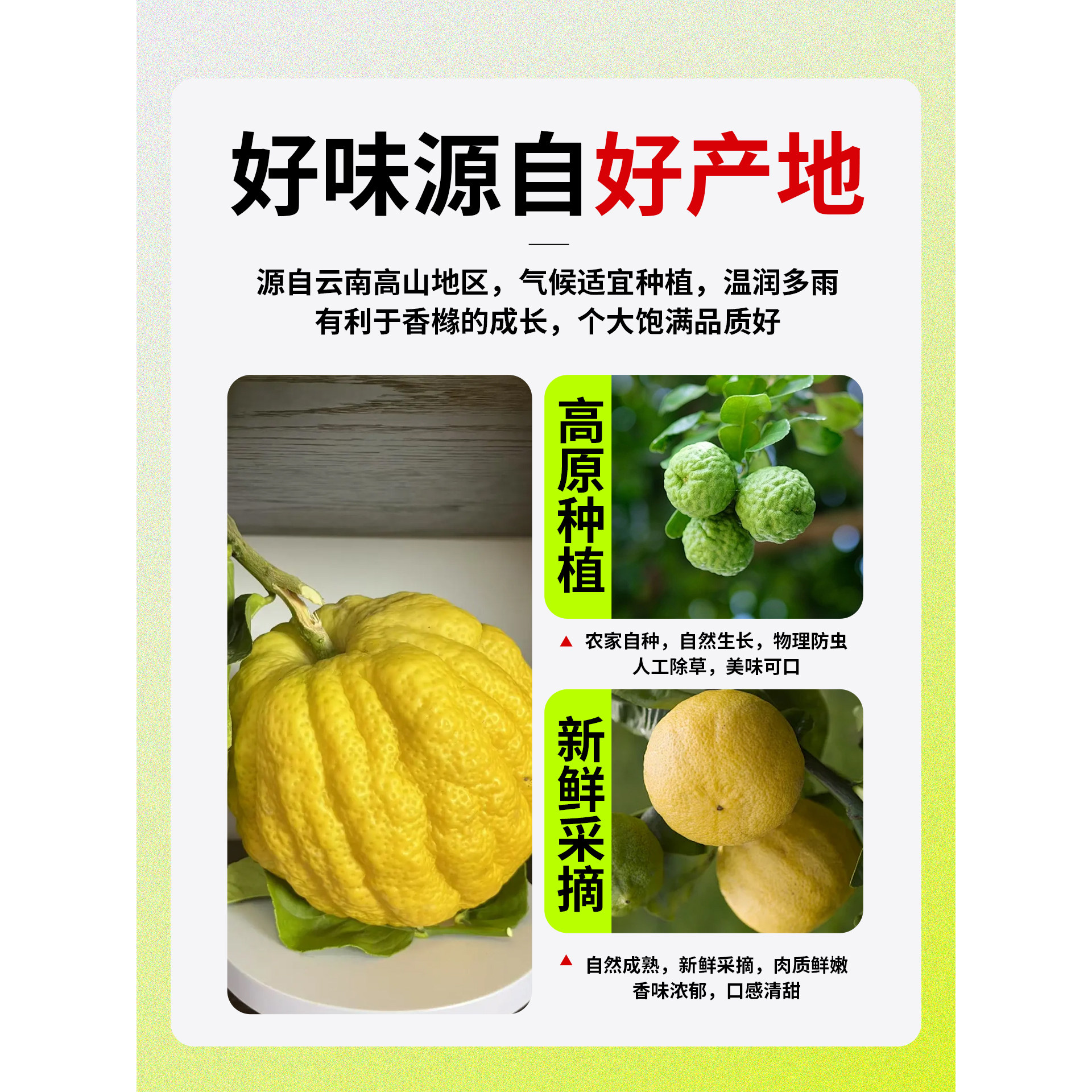 云南香橼果新鲜闻香摆件大鲜果现摘现发室内观赏精品高山采摘食用,淘宝优惠券,粉丝福利购,淘宝优惠卷