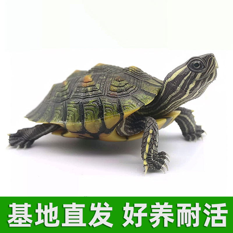 纯正珍珠龟长寿观赏龟好养耐活宠物中华花龟六线草龟情侣活体乌龟,淘宝优惠券,粉丝福利购,淘宝优惠卷