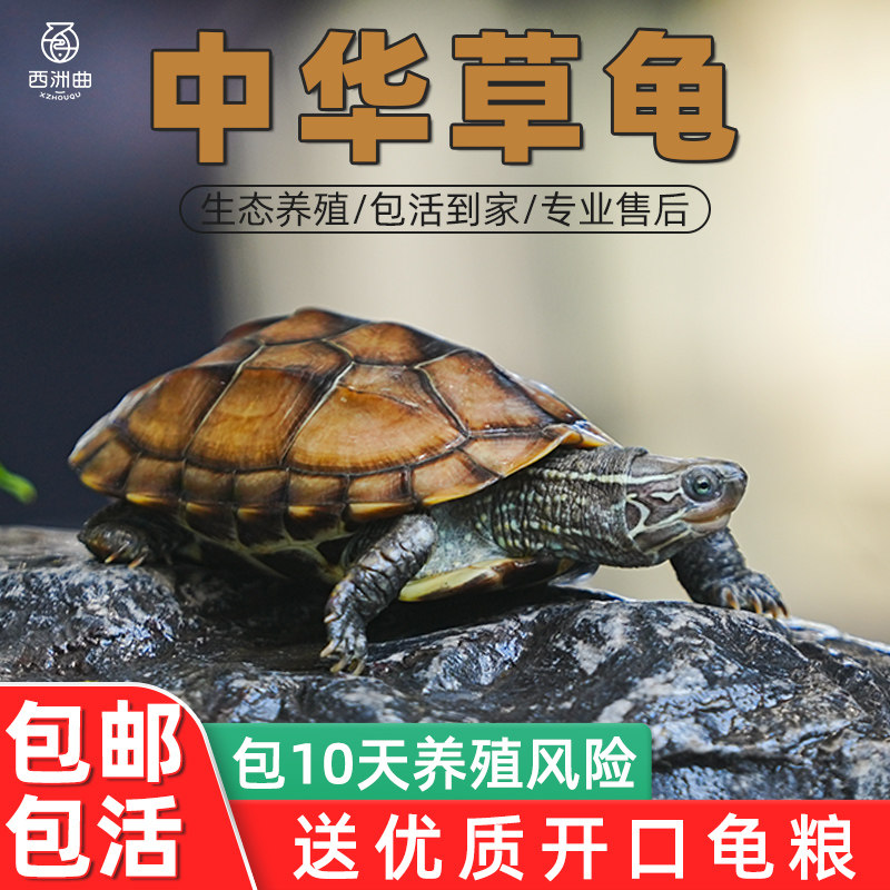 中华草龟活体小乌龟宠物观赏龟金线龟好养耐活长寿龟活物草龟苗,淘宝优惠券,粉丝福利购,淘宝优惠卷