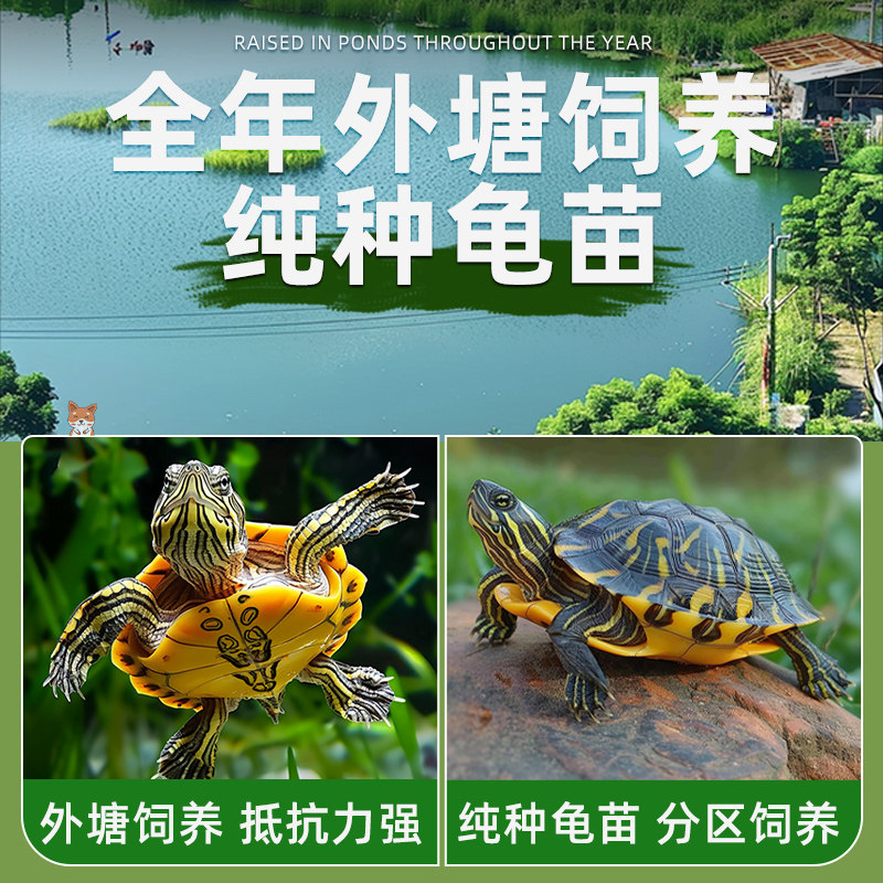 中华草龟活体小乌龟宠物观赏龟金线龟好养耐活长寿龟活物草龟苗,淘宝优惠券,粉丝福利购,淘宝优惠卷