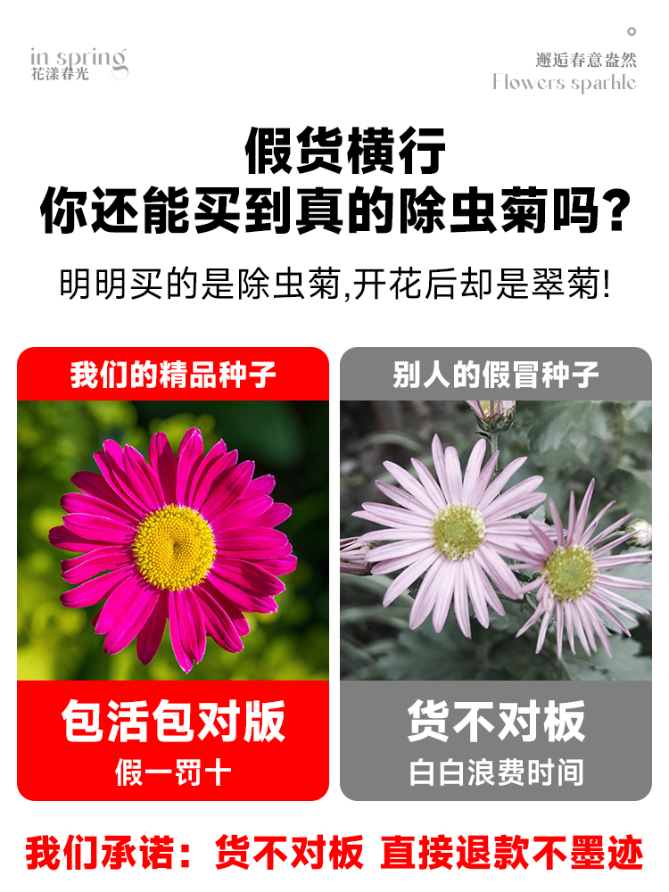 除虫菊种子小雏菊花种籽室内阳台驱蚊草花卉种孑种植四季播种开花-图1